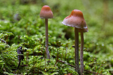 Pilze 