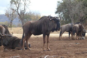 Fototapeta premium Photo taken in Lion and Safaripark, Broederstroom, South Africa.