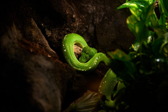 Green snake on tree