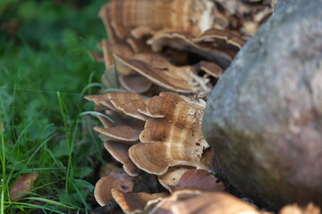 Pilze Waldboden Felsen Löwenzahn Gras Blätterpilz Pilz
Baumstamm Duft Stein Bodenbewuchs Boden 

