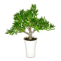 Succulent in a white pot isolated on a white background. Jade tree. Crassula ovata “Gollum"