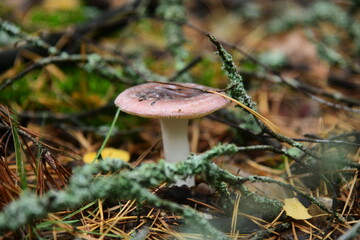 Collection of mushrooms is in the autumn forest. Russula atropurpurea mushroom