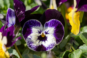 Close up of purple and white pansies in bloom