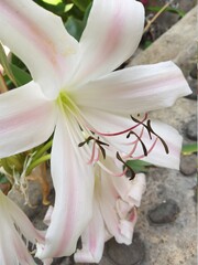 lilies that dry up in the dry season