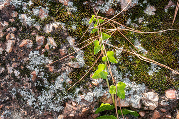 nature texture. Small climbing plant  with green leaves on top of a mossy stone