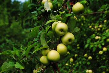 apple green apple village harvest summer clear green foliage juicy