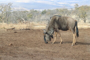 Naklejka premium Photo taken in Lion and Safaripark, Broederstroom, South Africa.