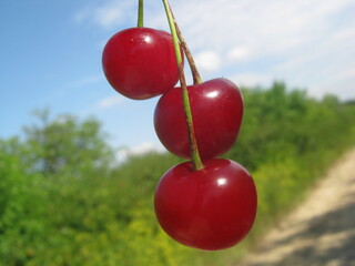 cherries on a branch