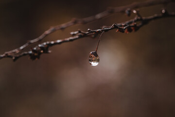 drops of dew on a branch