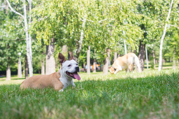 Happy dog friends playing in the park