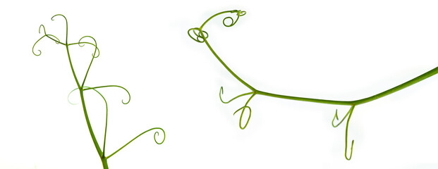 Two green branch of a plant on a white background