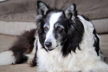 old black and white dog sitting on porch