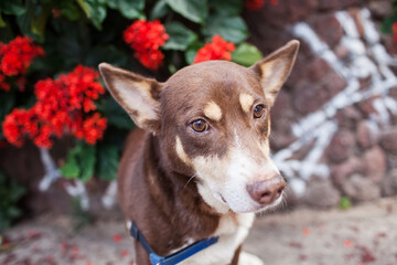 Cute husky dog mix portrait in flowers