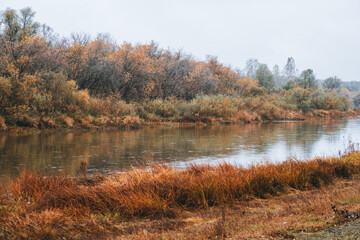 Autumn morning in rainy day with river and forest on the shores. Autumn landscape.

