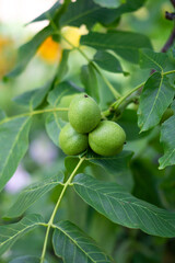 walnuts on tree