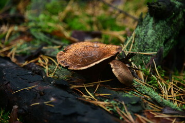 The Polish mushroom in the autumn forest macro