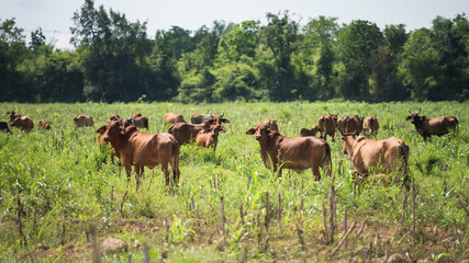 Fototapeta na wymiar Group of cows stand and graze at local farm