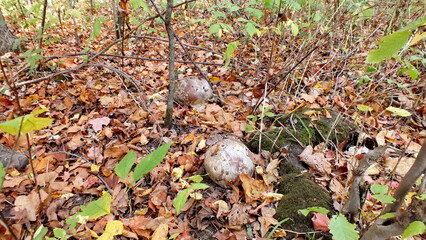 Puffball mushroom growing wild in Ontario, Canada