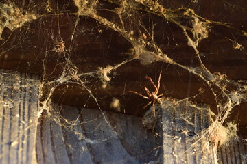 Abstrakt Spinnennetz