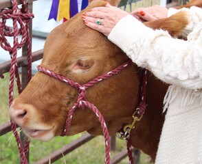 human hands on head of real cow 