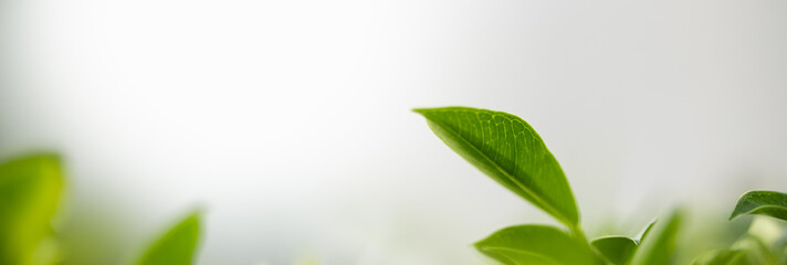 Closeup of green nature leaf on blurred greenery background in garden with bokeh and copy space using as background cover page concept.