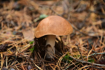 Boletus edulis in the autumn forest macro
