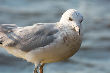 Seagull resting on a pier along a riverbank.