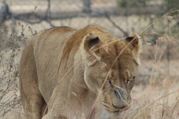 Photo taken in Lion and Safaripark, Broederstroom, South Africa.