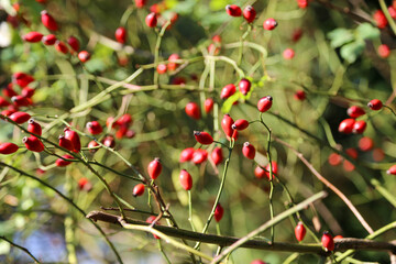 red berries on a branch