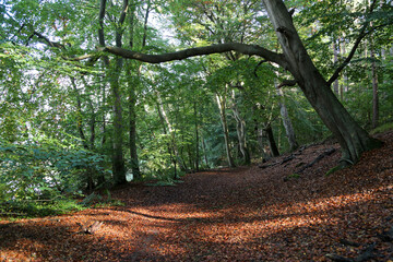 In the forest at Schaalsee, Germany