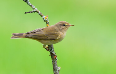Common chiffchaff (Phylloscopus collybita) posing on small dry twig in autumn time with clean green background