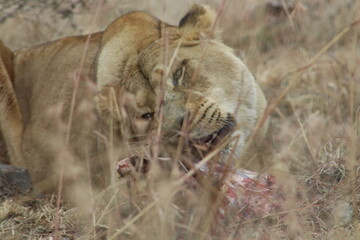 Photo taken in Lion and Safaripark, Broederstroom, South Africa.