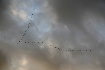 Cranes migrating in V-shape against sunset sky