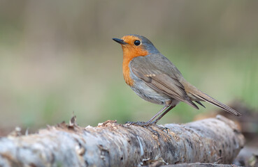 Adult European robin (erithacus rubecula) early spring posing on an old birch stock with sweet light 