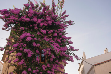 Cadaques, Girona, Spain: detail of old building covered with climbing bougainvillea pink flower...