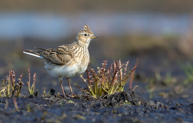 Adult Eurasian skylark stands in open field with some grass and plants in spring 