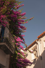 typical Cadaques, Girona, Spain white houses detail with blue sky and climbing bougainvillea pink flower during summer on a sunny day