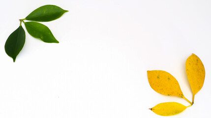 Fototapeta na wymiar Korean banyan on a white background with green and yellow leaves.