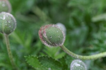 Bud of an Iranian poppy, Papaver bracteatum