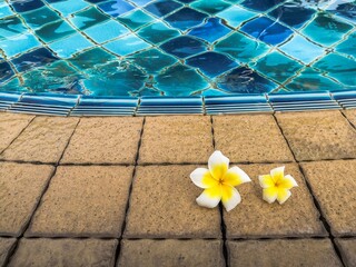 Frangipani flowers by the swimming pool.  Relax felling.