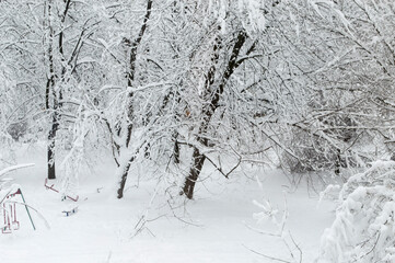 Snow-covered yard