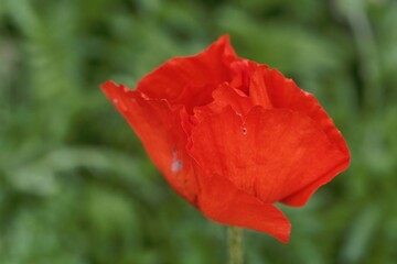 Flower of an Iranian poppy, Papaver bracteatum