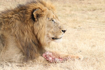 Photo taken in Lion and Safaripark, Broederstroom, South Africa.