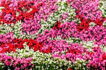 Bright flower background.