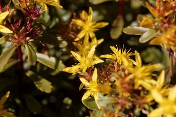 Flowers of the stonecrop Sedum floriferum