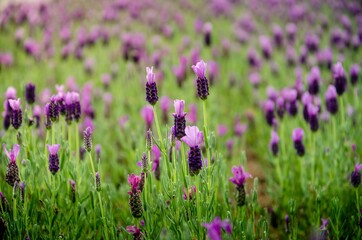 Beautiful flowers background. Lavender flowers.