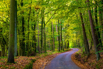 Obraz premium road in the forest