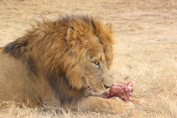 Photo taken in Lion and Safaripark, Broederstroom, South Africa.