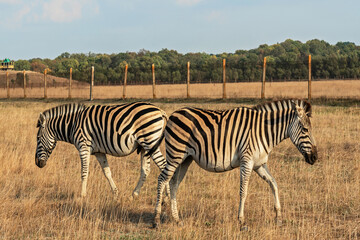 Fototapeta na wymiar Zebra animals in Askaniya-Nova, Kherson, Ukraine