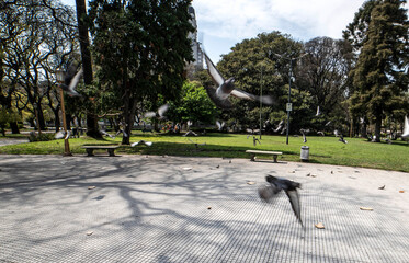 Palomas voladoras al ataque